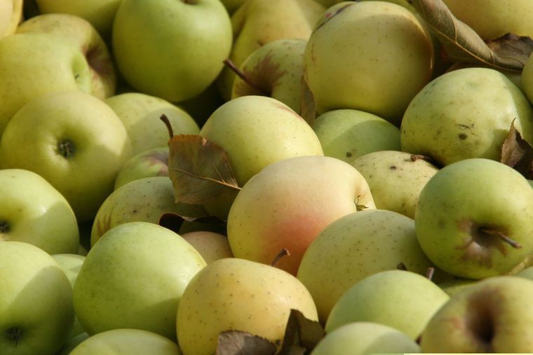 'Excellent' Virginia apple crop expected this year