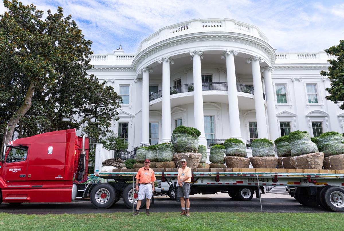 Your Little Place In Time Saunders Brothers Supplies Boxwood For Rose Garden Renovation Latest News Newsadvance Com