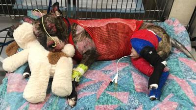 Virginia Lawmakers Increase Animal Abuse Penalty To Felony State Animal Abuse Penalty To Felony