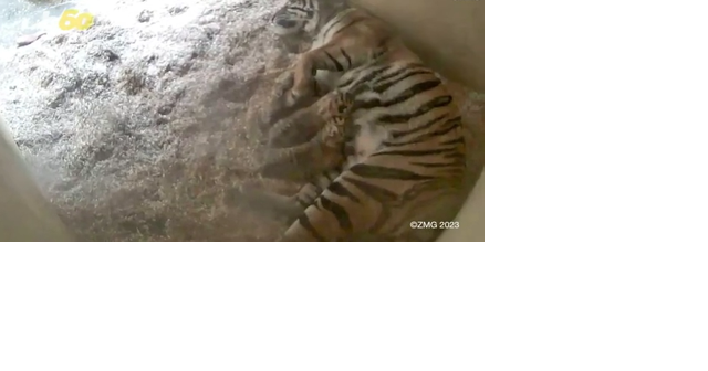New tiger cubs at Memphis Zoo names released, News