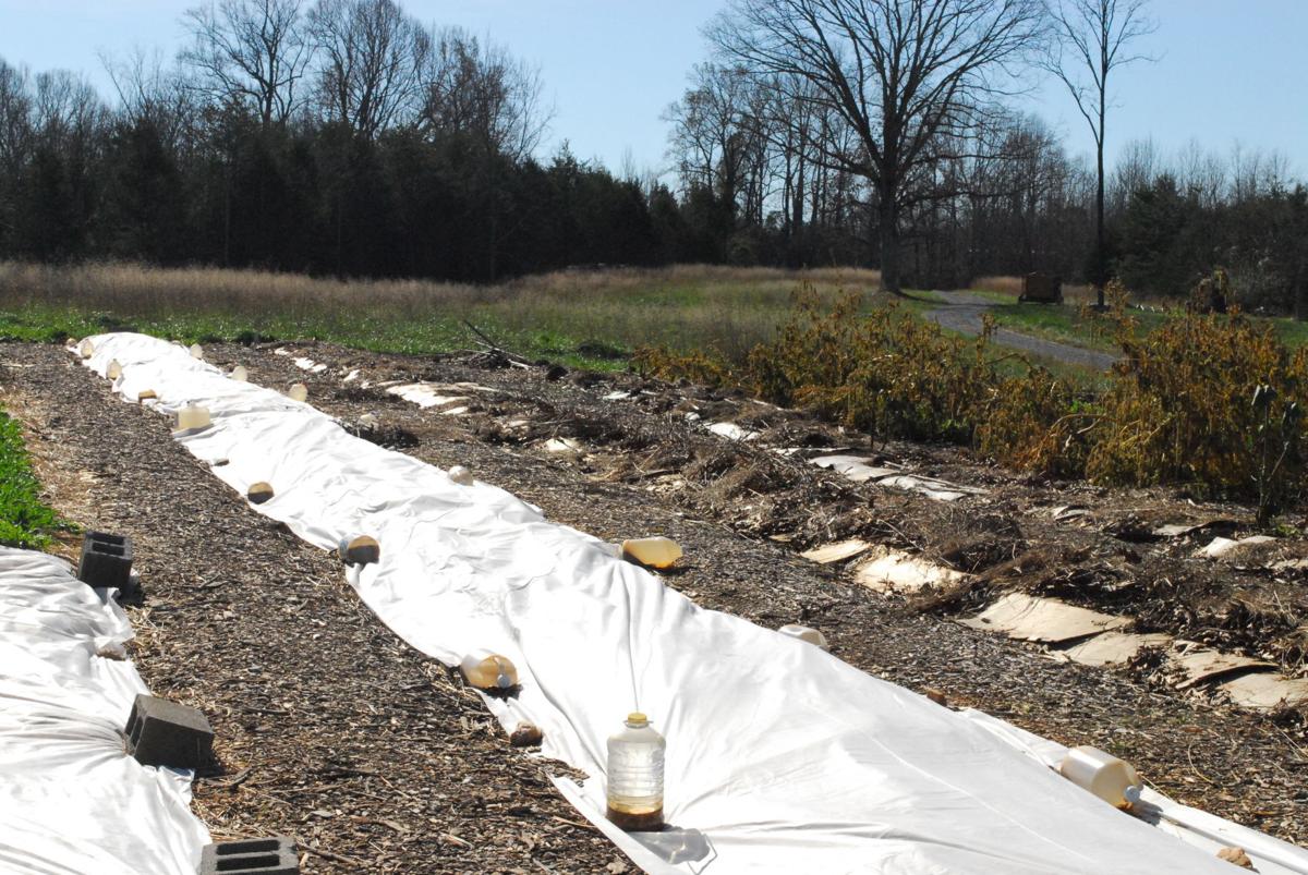 Little Otter Flower Farm