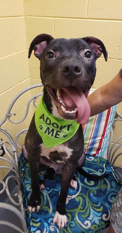 Pet of the Week, Zander