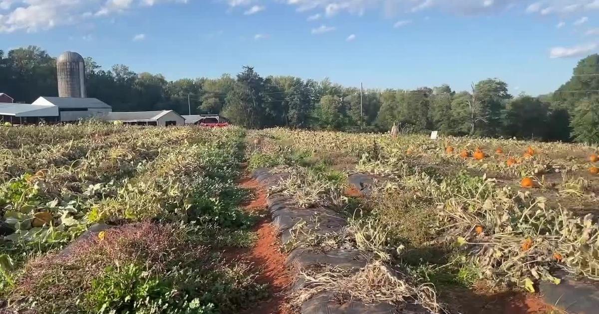 Yoders farm pumpkin patch