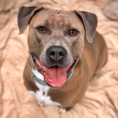 Pet of the Week, Brody