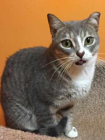 Nelson County Cat of the Week: Peddy