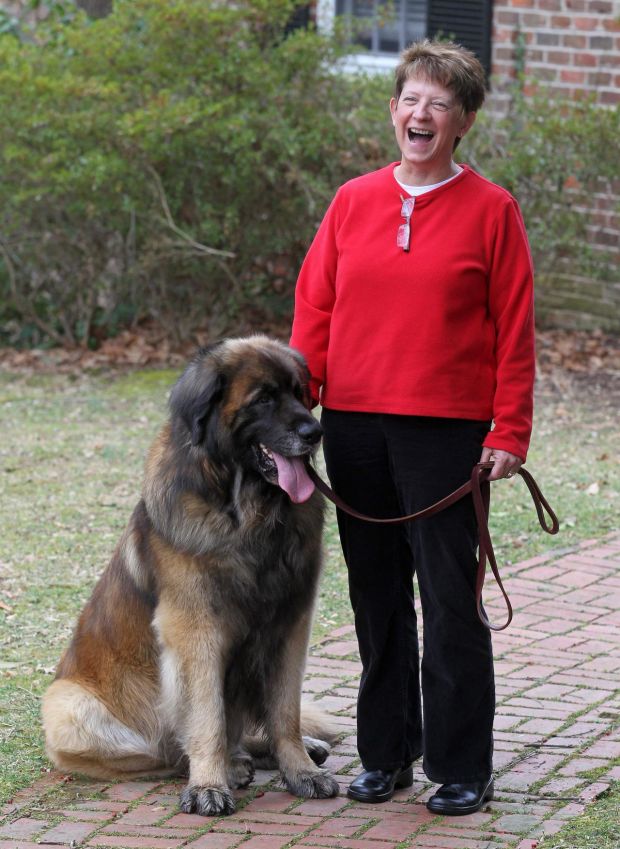 Best Of Breed Winner Represents Lovable Leonbergers From The Archives Newsadvance Com