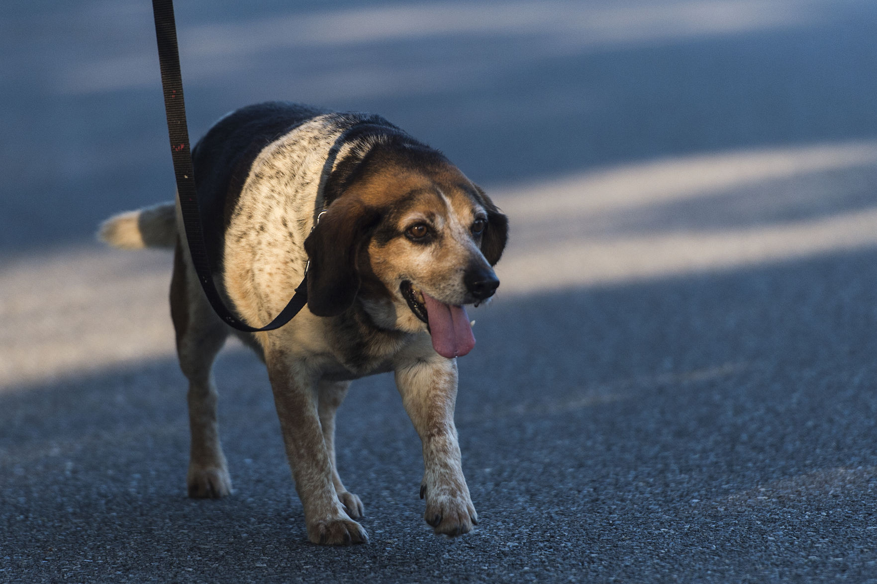 homeward bound golden retriever