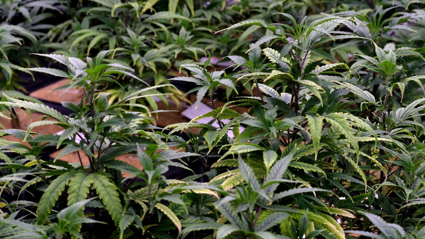 Where might Virginia's marijuana stores locate? - Vimarsana News