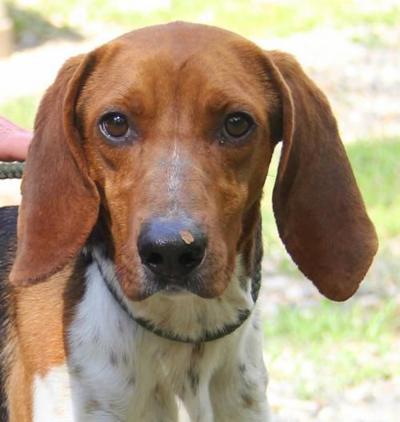 Nelson County Dog of the Week: Willard