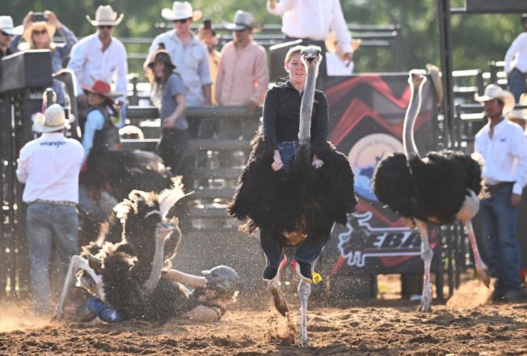 OSTRICH RACING. 2.JPG