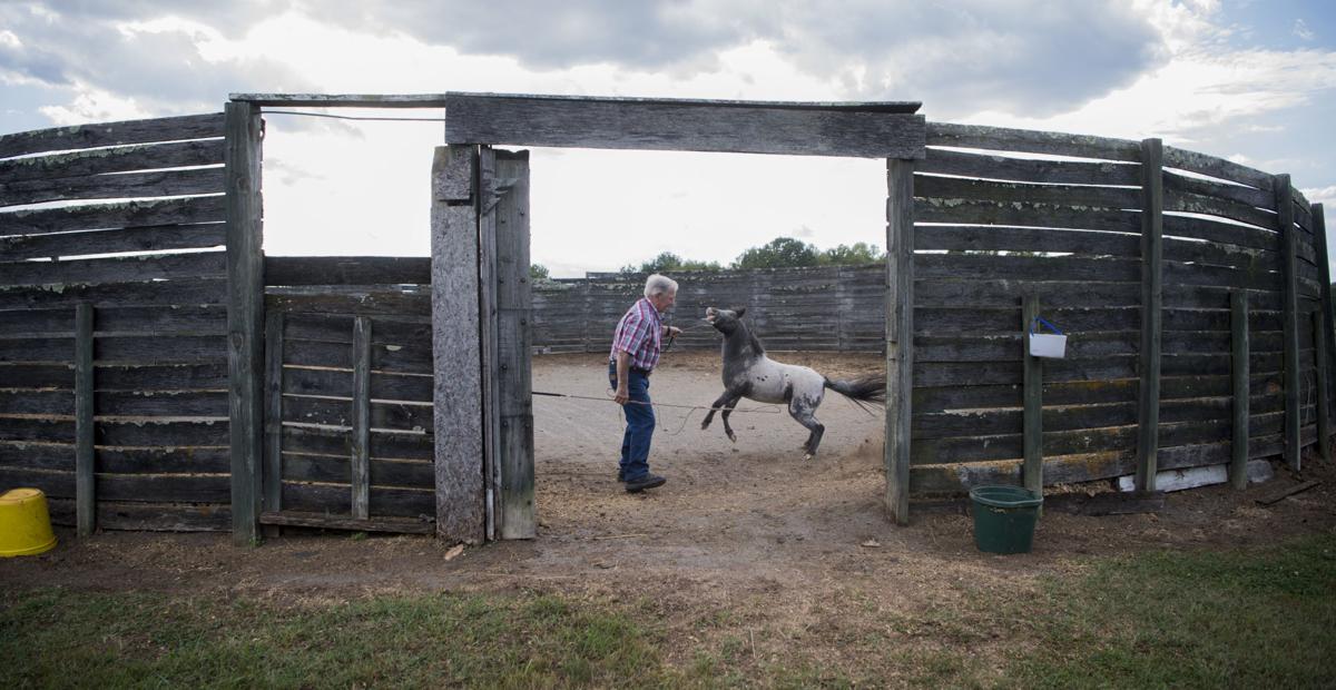 It S A Way Of Life Couple S Love For Miniature Horses Runs Deep