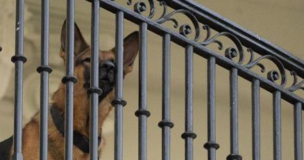 Bidens dog Commander no longer at White House after biting incidents Bidens dog Commander no longer at White House after biting incidents