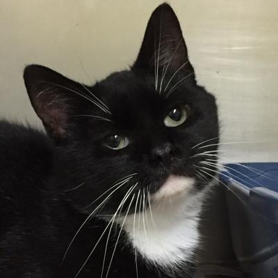 Nelson County cat of the week