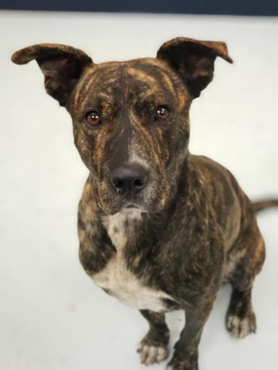 Pet of the Week, Beaver