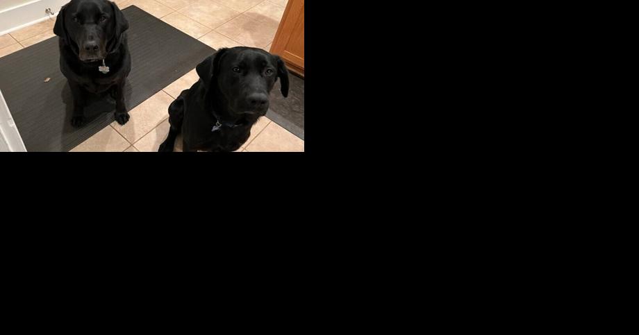 Two dogs reported stolen from Virginia park are found dead on side of road 4 miles away - Vimarsana News