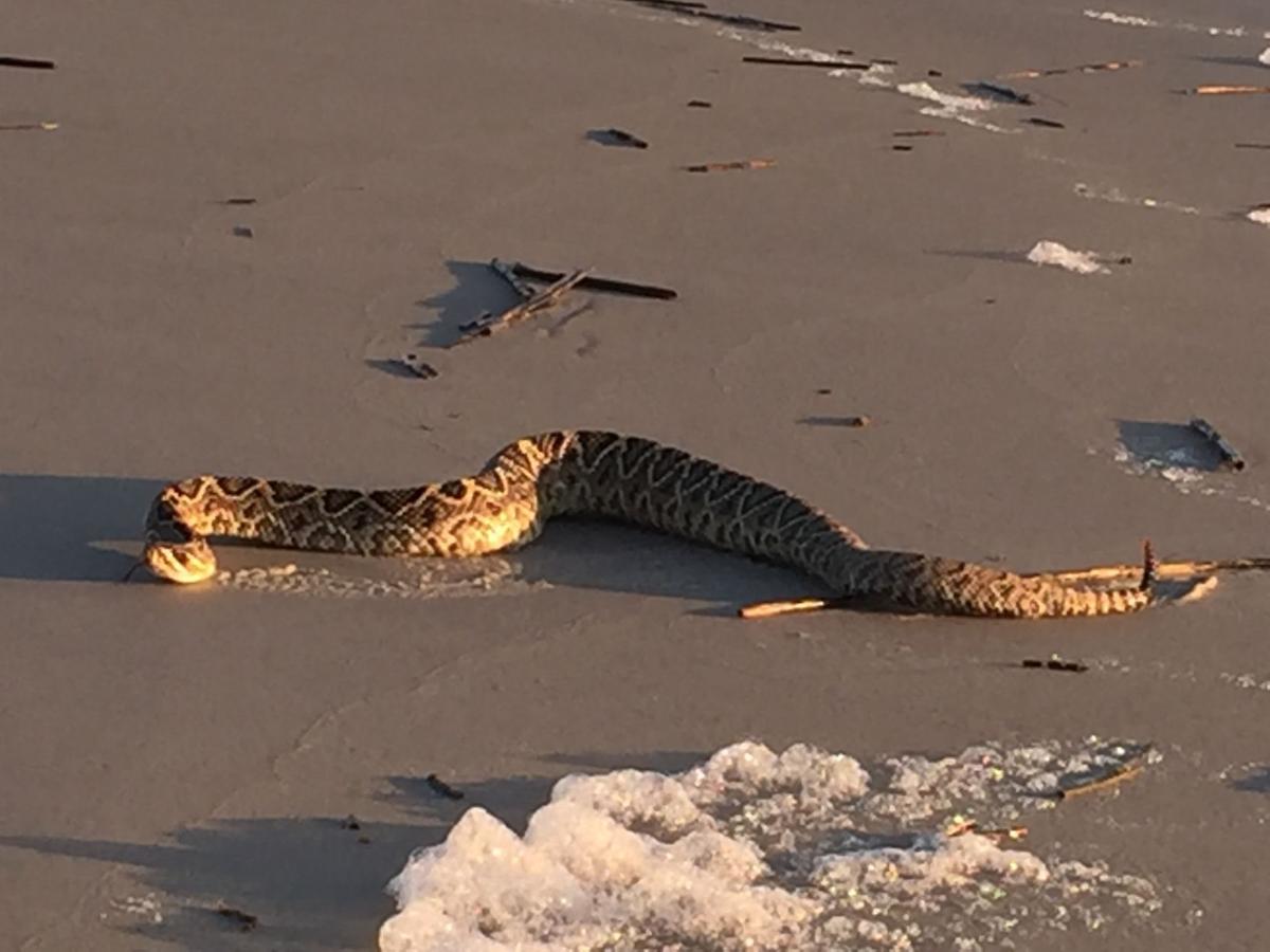 Rattlesnake Surprises Virginia Couple On South Carolina
