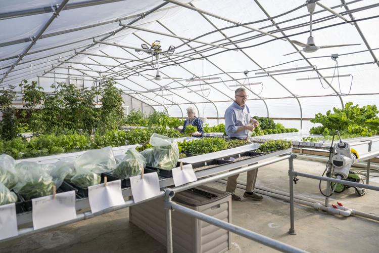 Green House. 6.JPG