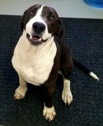 Dog of the week