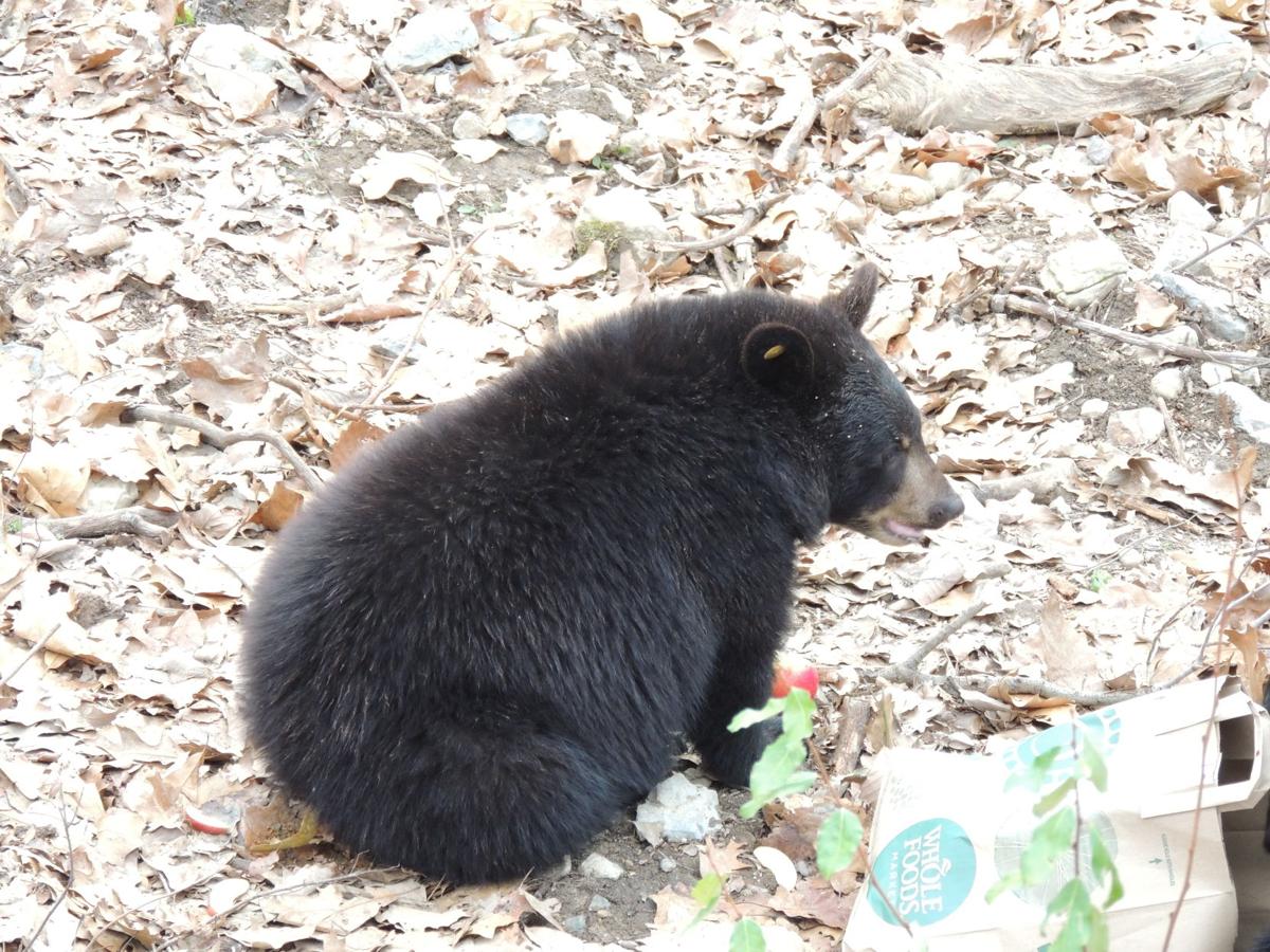 What Happens to Orphaned Black Bear Cubs in North Carolina? - N.C.