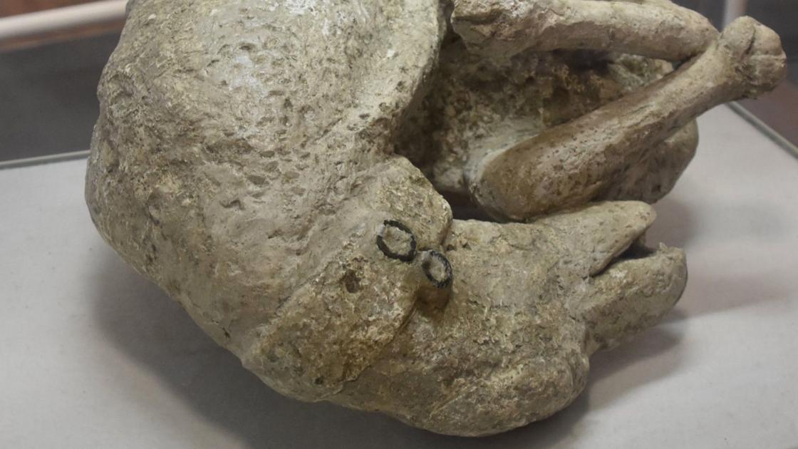 Behold the Pompeii dog that couldn't escape volcanic eruption Video