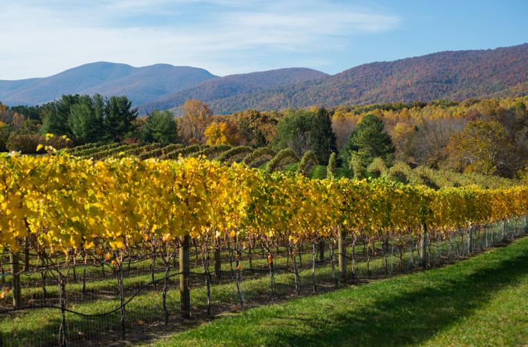 Doctor realizes his dream with Nelson County vineyard