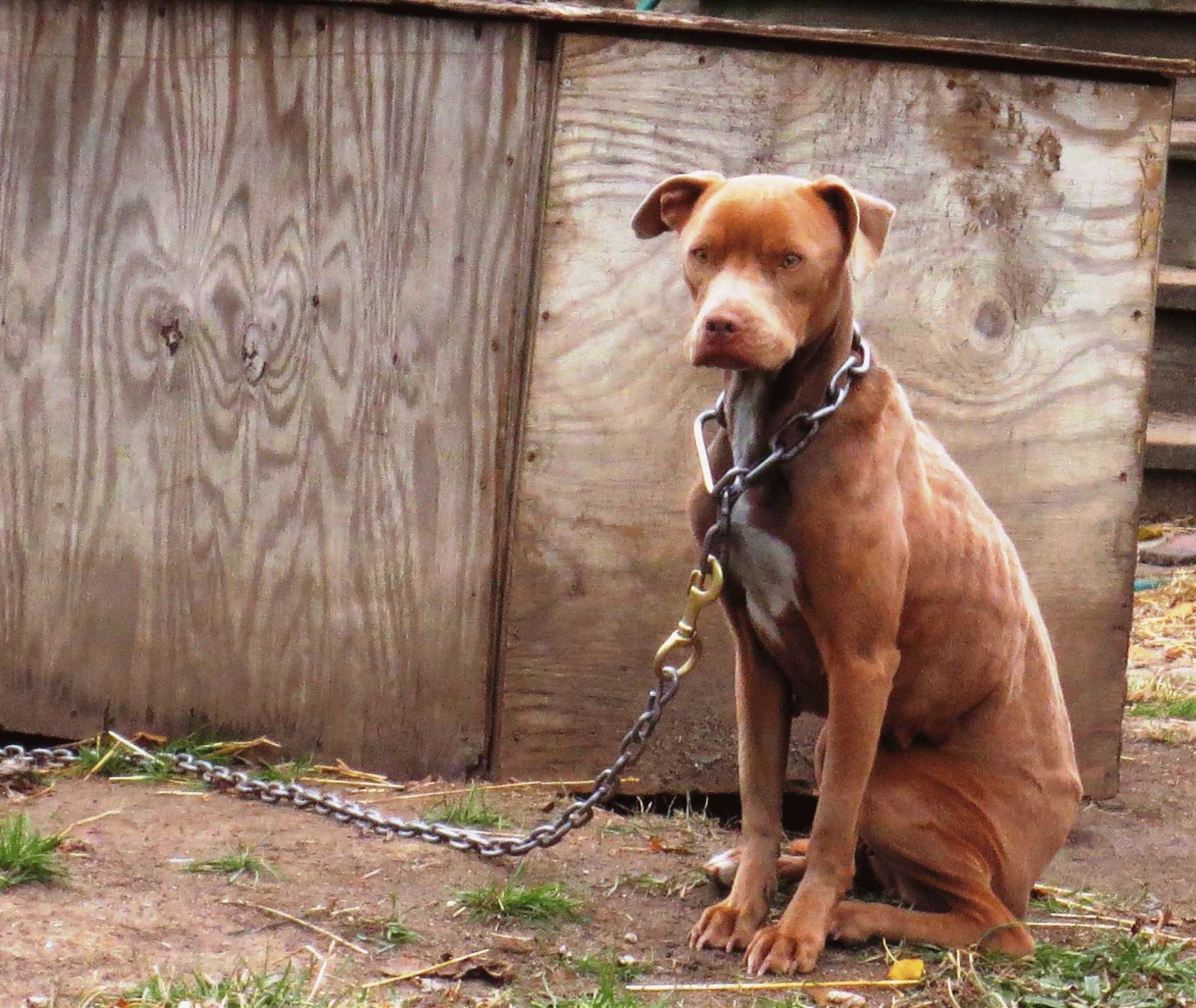 dogs chained up outside