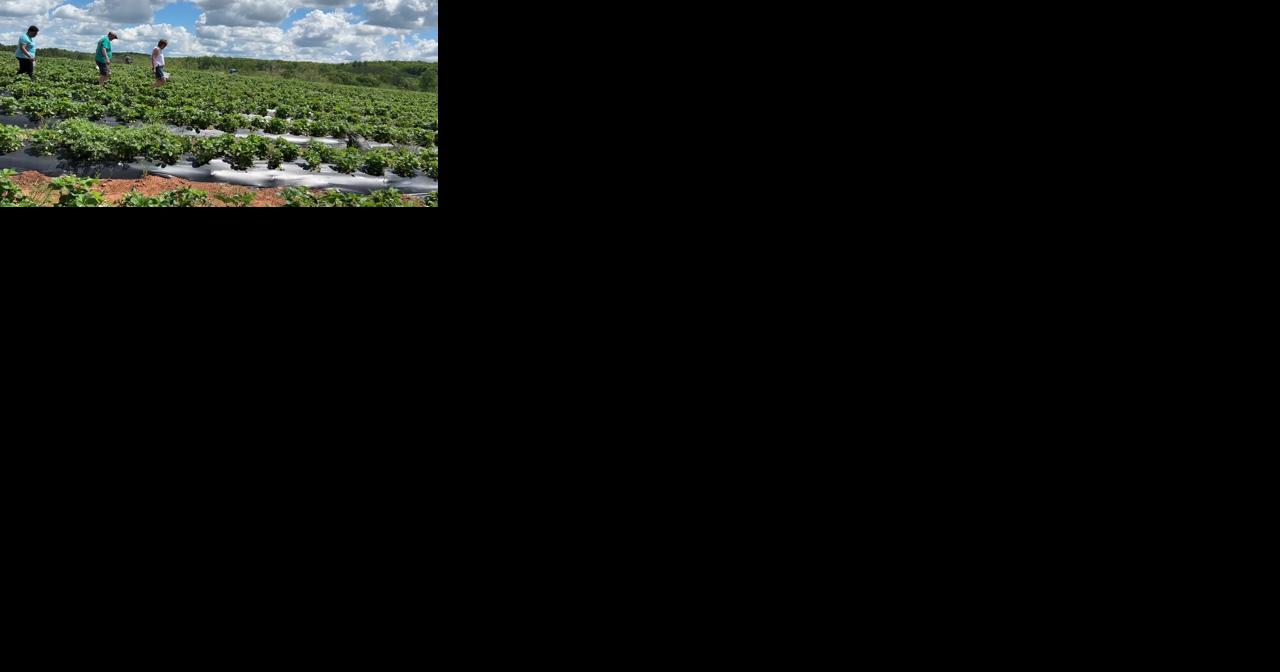 Lowell Yoder discusses favorable weather for harvest - Vimarsana News