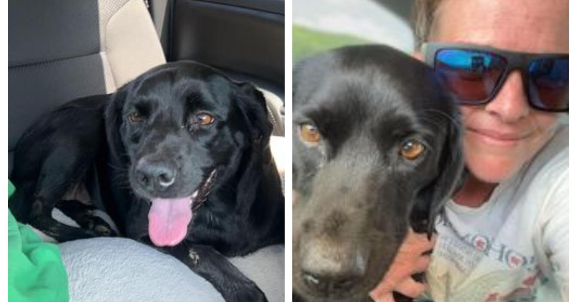 A dog lost, then found is a blessing after heartbreak of fatal crash in Winston-Salem - Vimarsana News