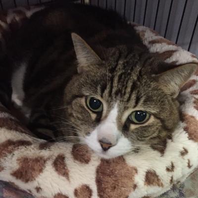 Nelson County Cat of the Week: Mocha