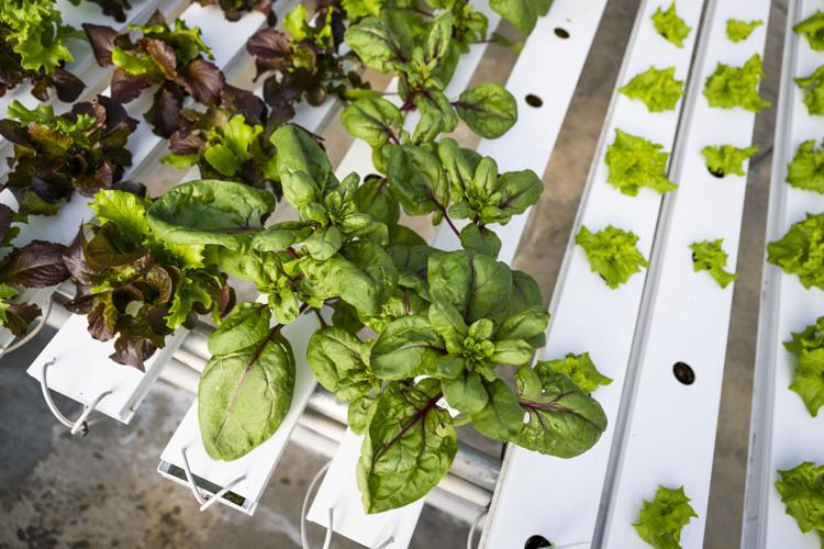Green House. 9.JPG