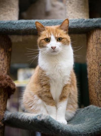 Cat of the Week
