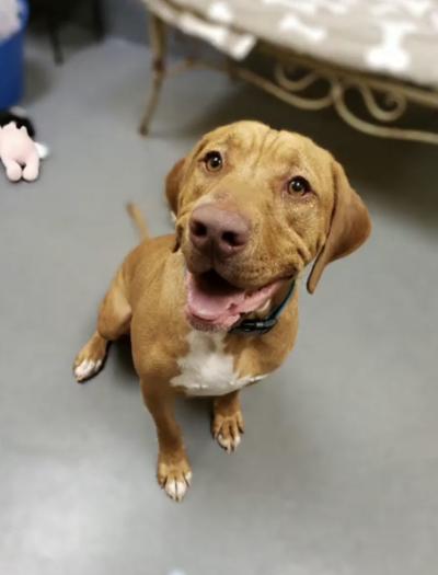 Pet of the week, Ringo