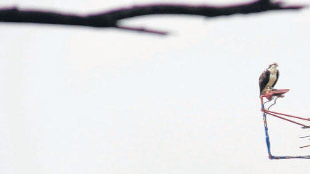 Smith Mountain Lake Osprey Cam Finds Following Online Local News Newsadvance Com