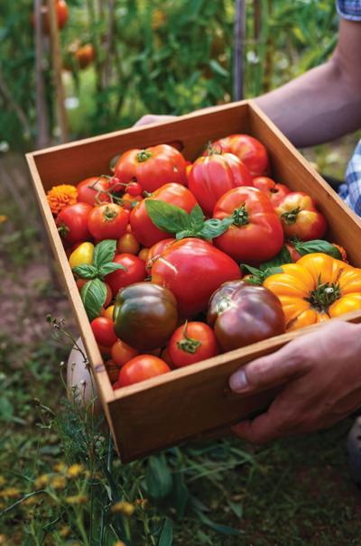 Hyloom tomatoes