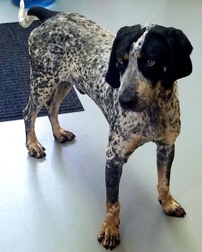 Nelson County Dog of the Week: Hobbs