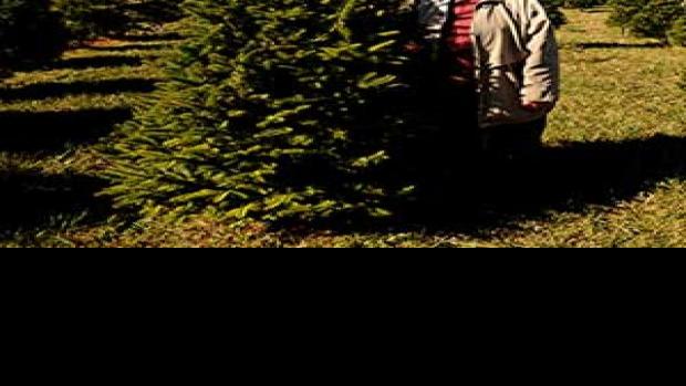 For More Than 30 Years Waynesboro Couple Has Made A Life From Selling Christmas Trees News Newsadvance Com