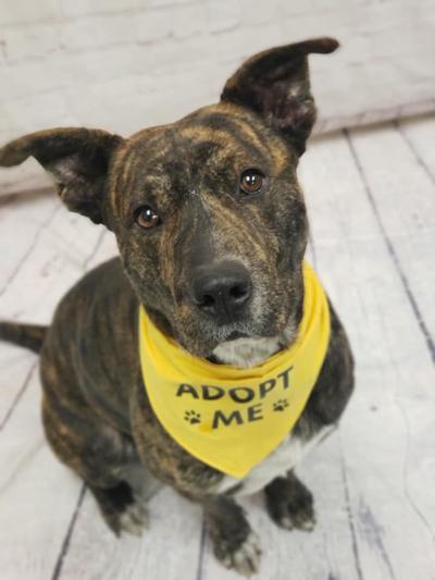 Pet of the Week: Beaver