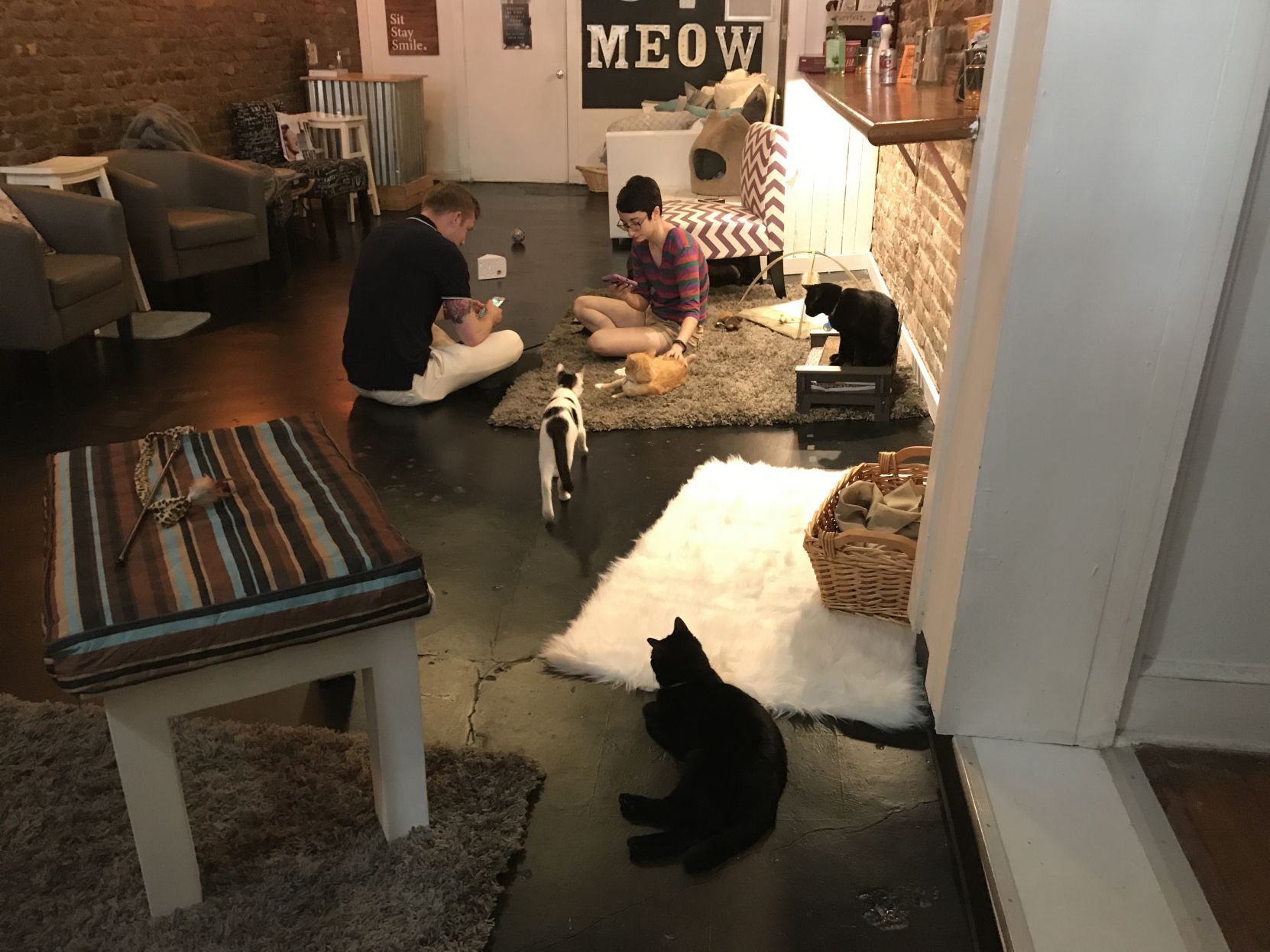 jobs cat cafes near me