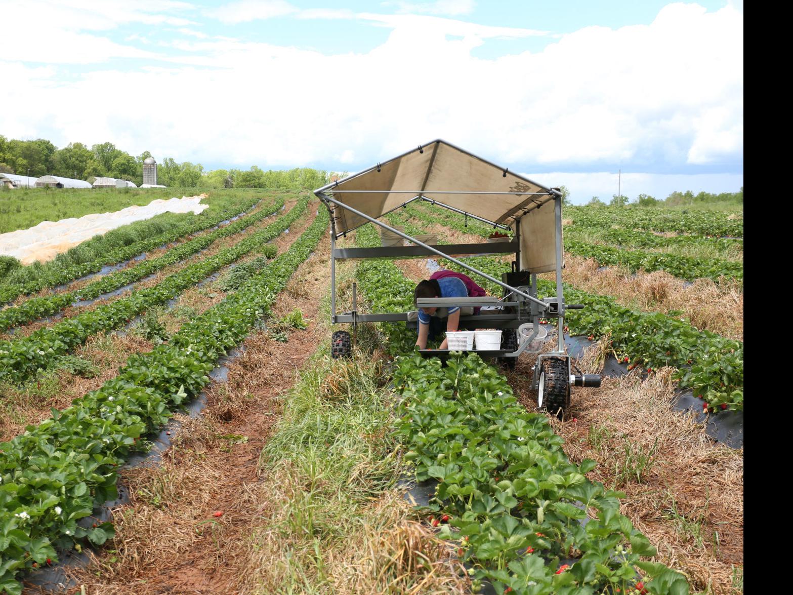 Lynchburg Area Pick Your Own Farms Adapt To Social Distancing Business News Newsadvance Com