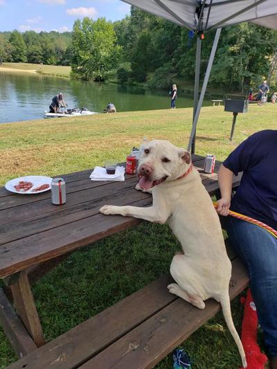 Pet of the Week, Phillip