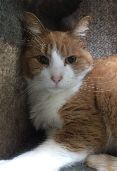 Nelson County cat of the week