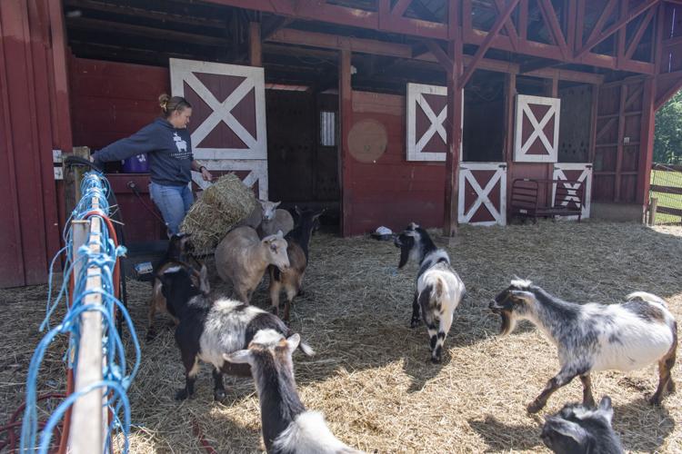 Amherst County farm gives safe, lasting home to aging animals
