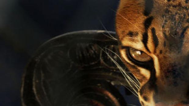Caswell Big Cat Facility Favors More Animal Control From The