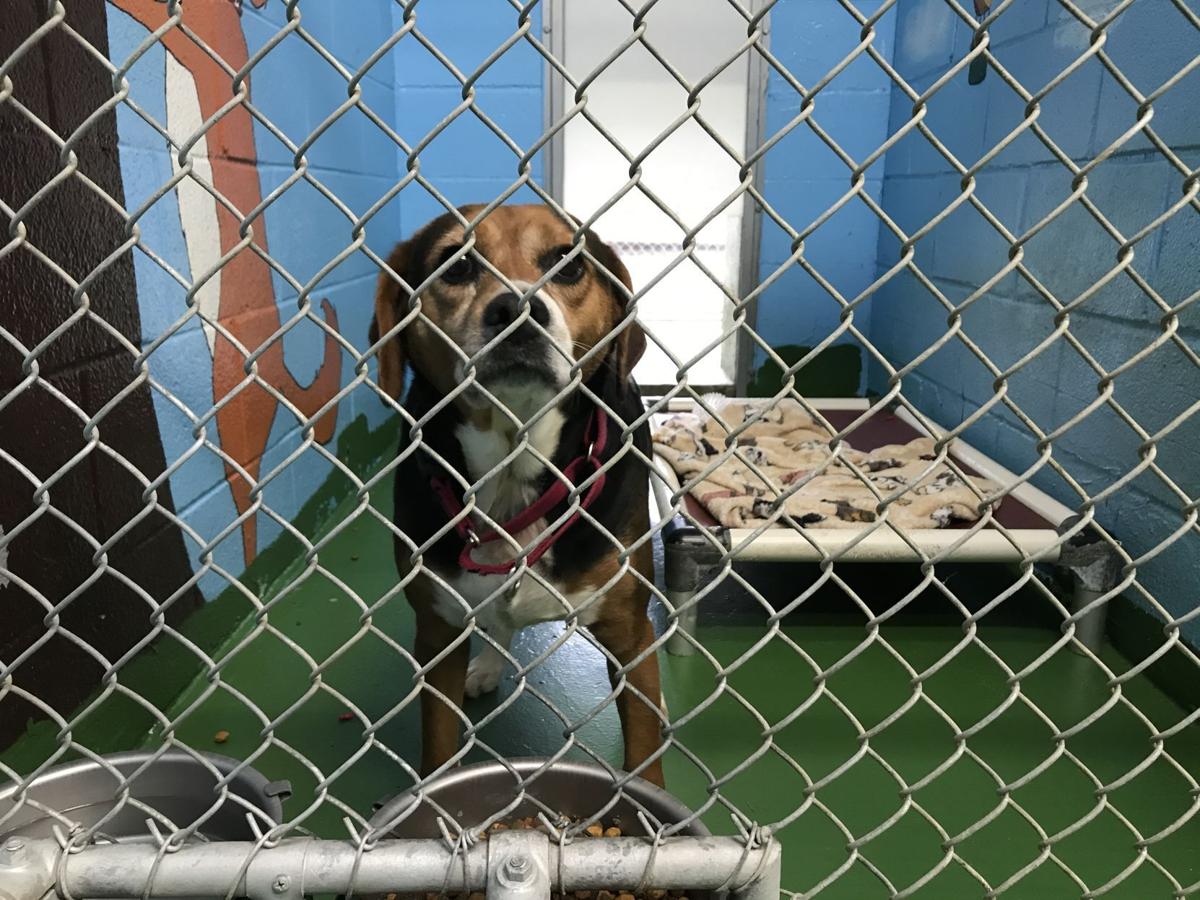 Campbell supervisors discuss newly proposed animal shelter