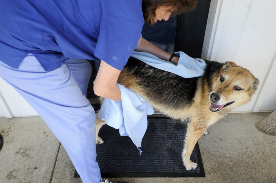 Pamplin veterinarian uses swim therapy, acupuncture in pet ...