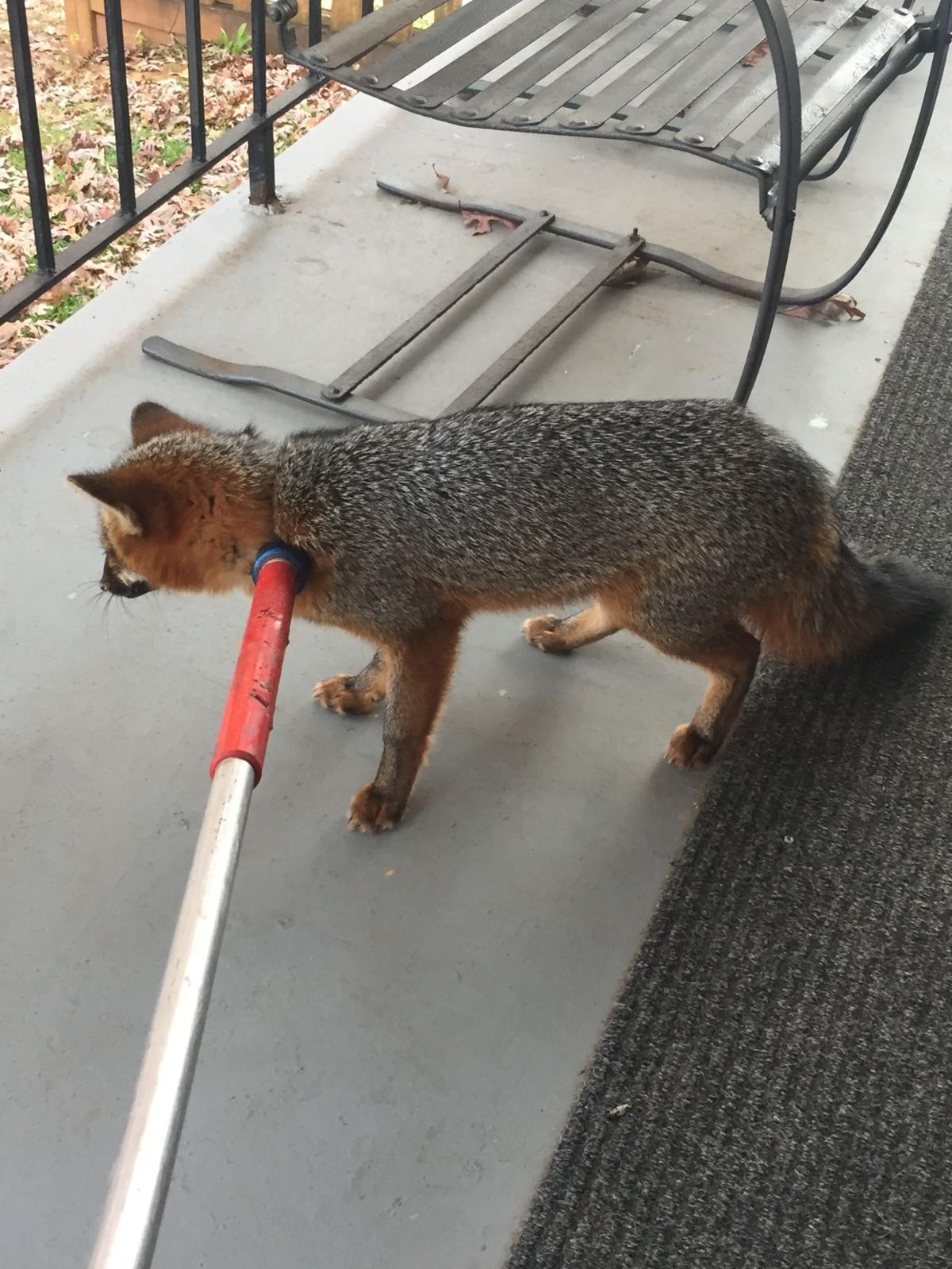 Distemper outbreak nears end, was responsible for more than 150 fox