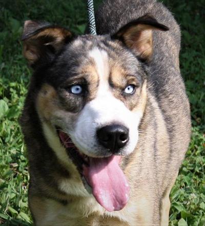 Nelson County dog of the week