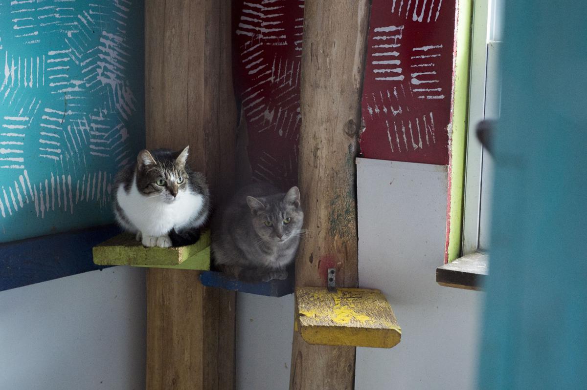 Three Years After Opening No Kill Animal Sanctuary In Appomattox