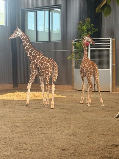 061826-rtd-met-giraffe