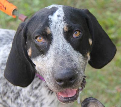 Nelson County dog of the week